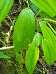 Disporum