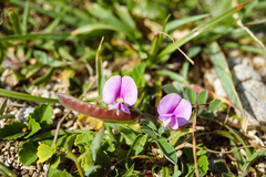 Tephrosia obovata