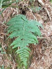Athyrium oppositipennum