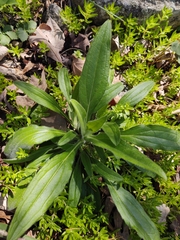Lithospermum latifolium