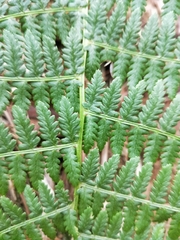 Athyrium oppositipennum