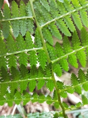 Athyrium oppositipennum