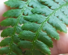 Athyrium oppositipennum