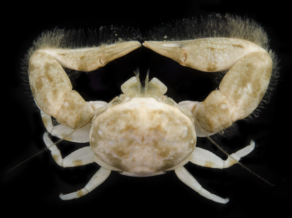 Eastern Tube Crab