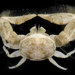 Polyonyx gibbesi - Photo (c) smithsonian_marinegeo, some rights reserved (CC BY-NC-SA), uploaded by smithsonian_marinegeo