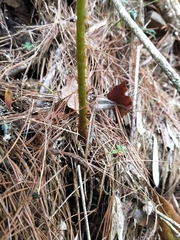 Athyrium oppositipennum