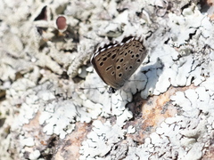 Pseudophilotes panoptes