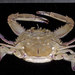 Iridescent Swimming Crab - Photo (c) smithsonian_marinegeo, some rights reserved (CC BY-NC-SA), uploaded by smithsonian_marinegeo