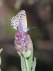 Pseudophilotes panoptes