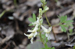 Corydalis caucasica