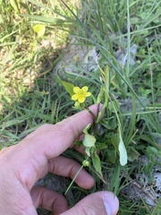Ranunculus ophioglossifolius