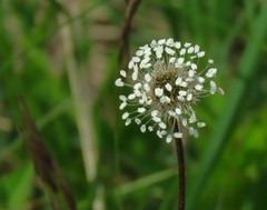 Plantago argentea