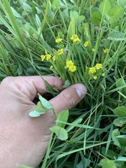 Ranunculus ophioglossifolius