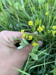 Ranunculus ophioglossifolius