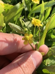 Ranunculus ophioglossifolius