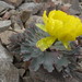 Ranunculus acraeus - Photo (c) John Barkla, some rights reserved (CC BY), uploaded by John Barkla