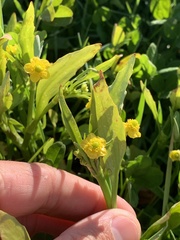 Ranunculus ophioglossifolius