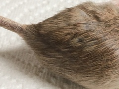 Chaetodipus penicillatus