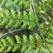 Scaly Wood Fern - Photo (c) whit_kuo, some rights reserved (CC BY-NC), uploaded by whit_kuo