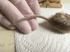 Chaetodipus penicillatus