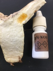 Lactifluus bertillonii