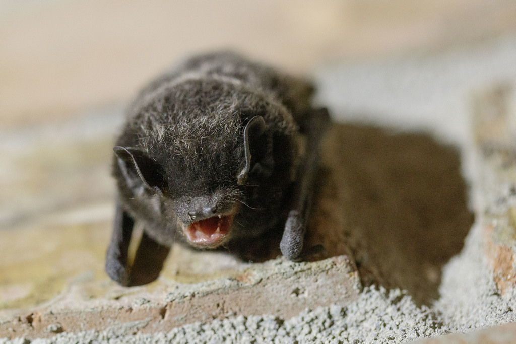 Silver-haired Bat