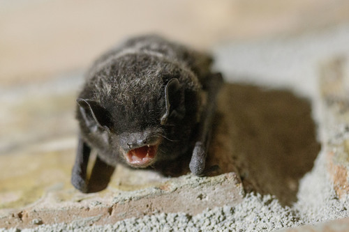 Silver-haired Bat photographed in Washington