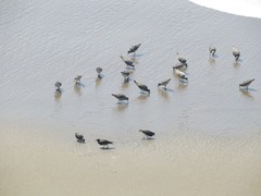 Arenaria melanocephala