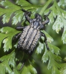 Coleoptera