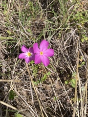 Phlox roemeriana