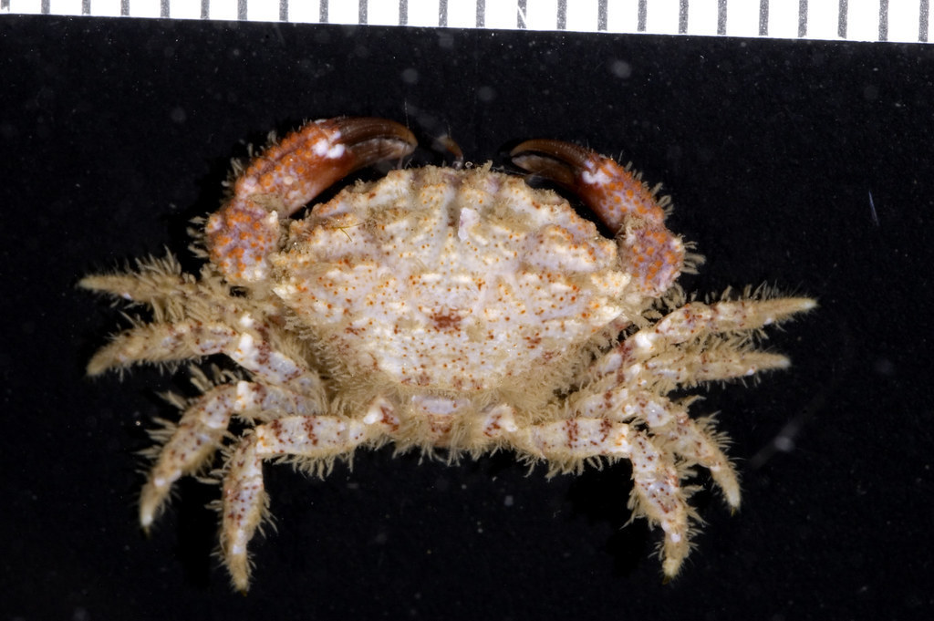 Pseudomedaeus