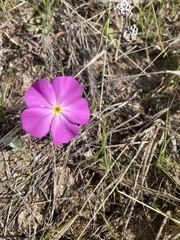 Phlox roemeriana