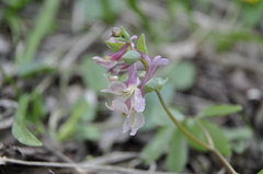Corydalis caucasica