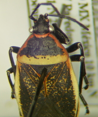 Largus convivus