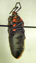 Largus convivus