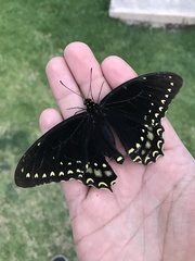 Papilio menatius