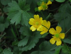 Ranunculus tuberosus