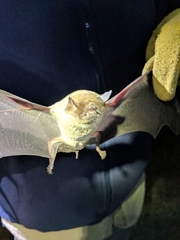 Pteronotus parnellii mexicanus