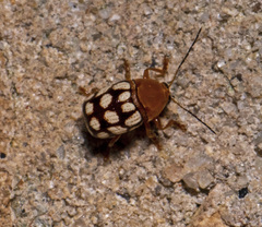 Cryptocephalus guttulatus