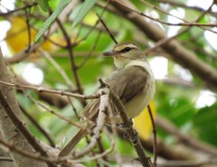 Vireo magister