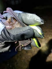 Pteronotus parnellii mexicanus