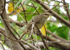 Vireo magister