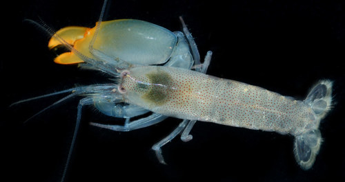 Synalpheus longicarpus