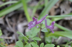 Corydalis caucasica