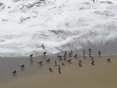 Arenaria melanocephala