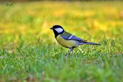 Parus major