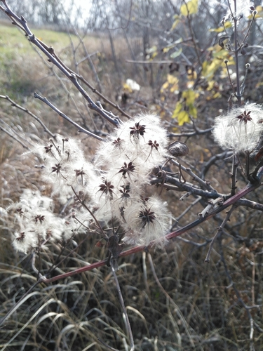 plamienok (Clematis)
