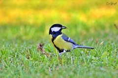 Parus major