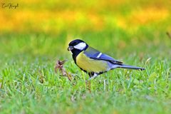 Parus major