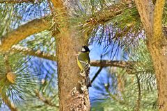 Parus major